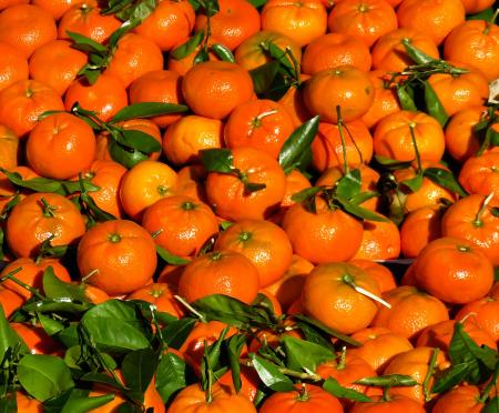 Fresh Oranges