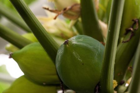 Fresh Papaya