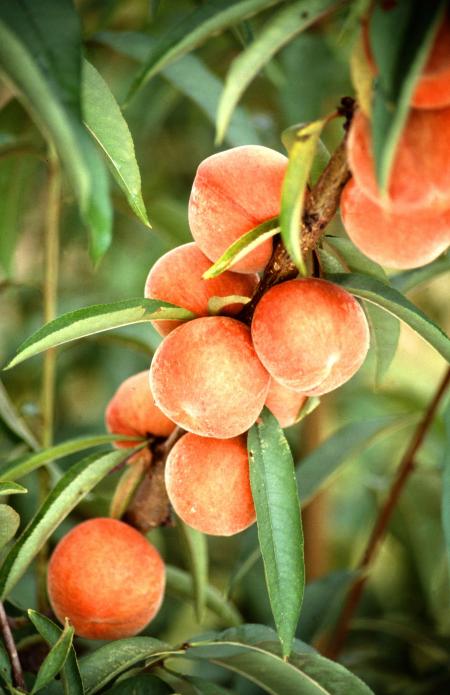 Fresh Peaches on the Tree