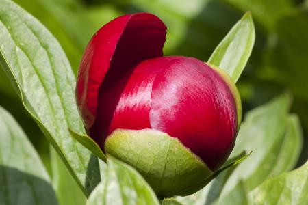 Fresh Peony