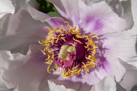 Fresh Peony