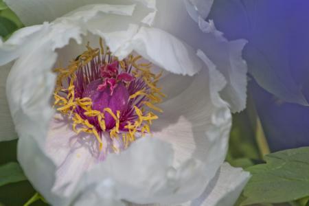 Fresh Peony