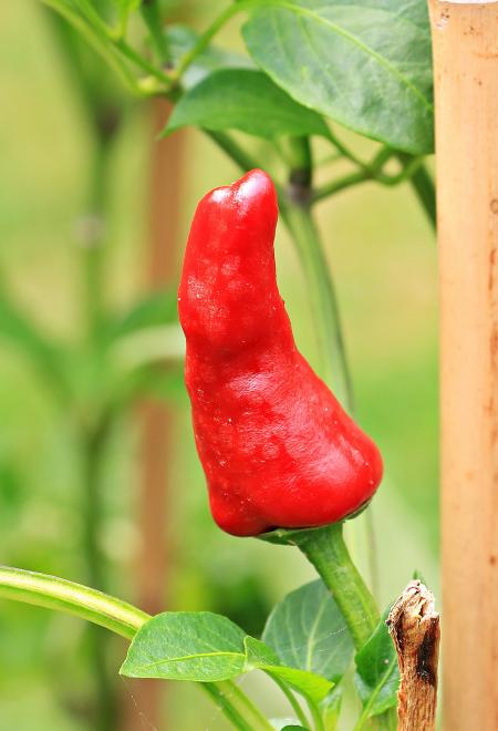 Fresh Pepper