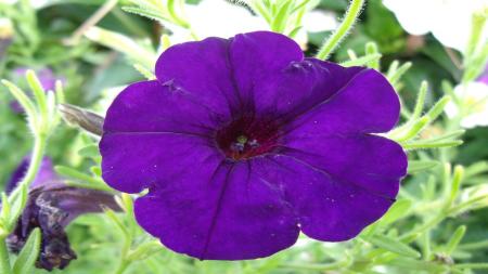 Fresh Petunia