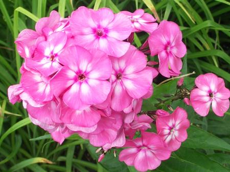 Fresh Phlox