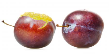 Fresh Plum