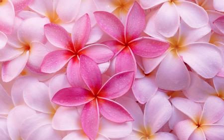 Fresh Plumeria