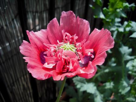 Fresh Poppy