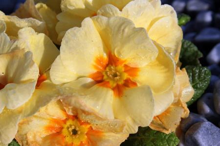 Fresh Primrose