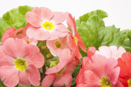 Fresh Primroses