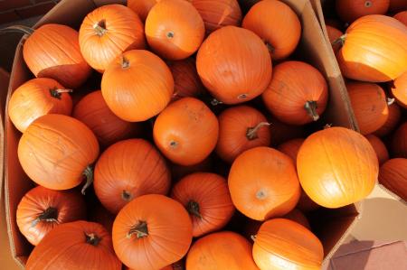 Fresh Pumpkins