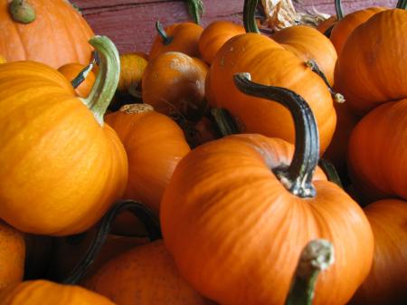 Fresh Pumpkins