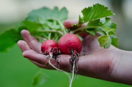 Fresh Radish