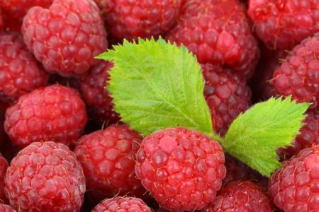 Fresh Raspberries