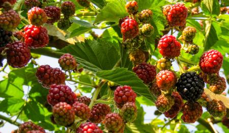 Fresh Raspberries