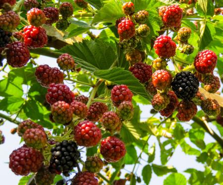 Fresh Raspberries