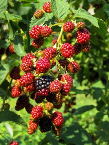 Fresh Raspberries