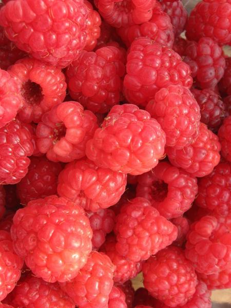 Fresh Raspberries