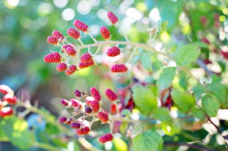 Fresh Raspberries