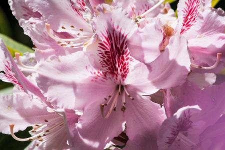 Fresh Rhododendron