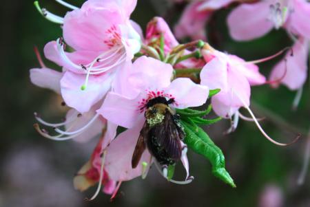 Fresh Rhododendron