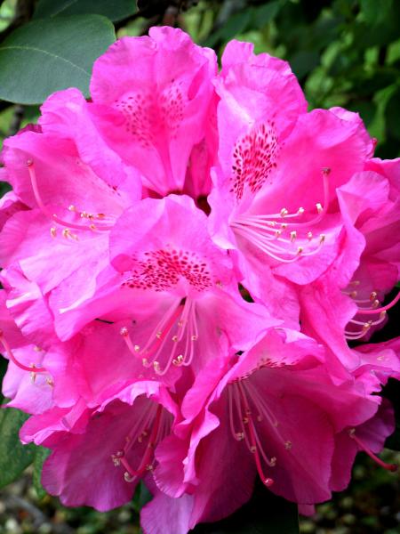 Fresh Rhododendron