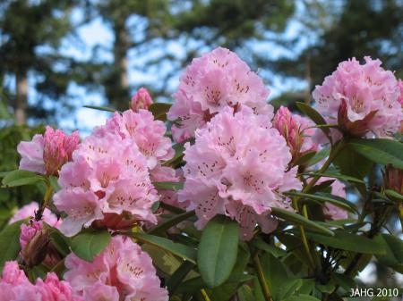 Fresh Rhododendron