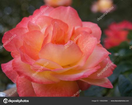 Fresh Rose