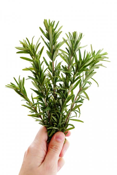 Fresh Rosemary