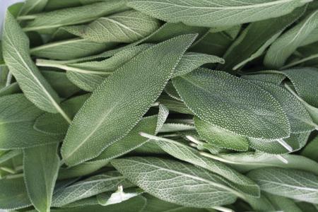 Fresh Sage