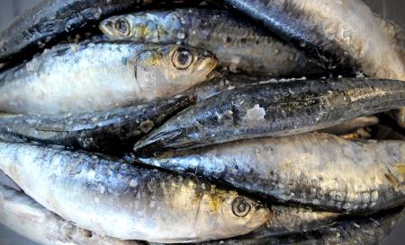 Fresh sardines on salt