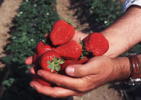 Fresh Strawberries