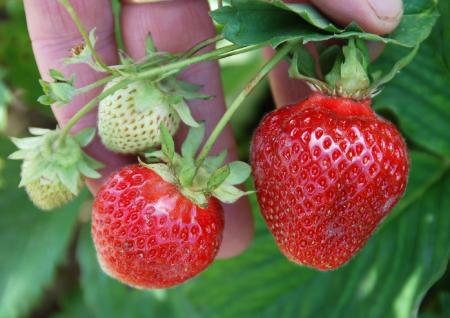 Fresh Strawberries