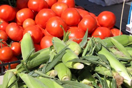 Fresh Tomatoes