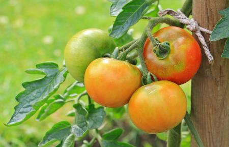 Fresh Tomatoes