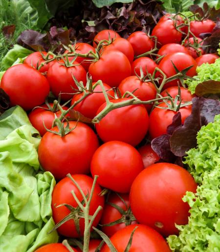 Fresh Tomatoes