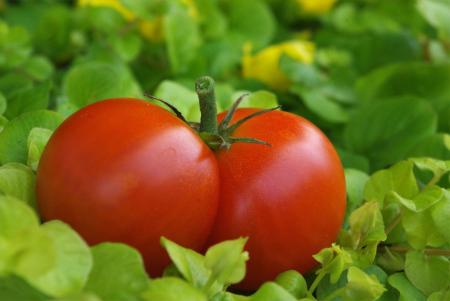 Fresh Tomatoes