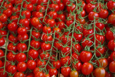 Fresh Tomatoes