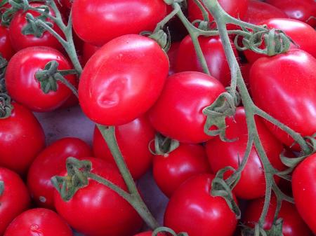 Fresh Tomatoes