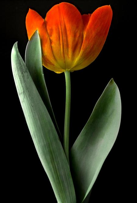 Fresh Tulip