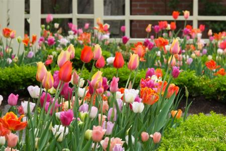 Fresh Tulip Garden