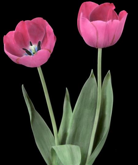 Fresh Tulips