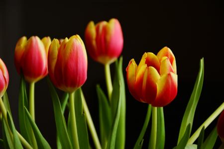 Fresh Tulips