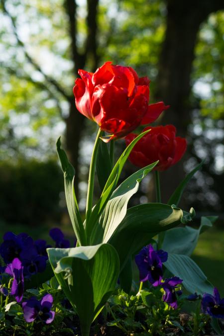 Fresh Tulips