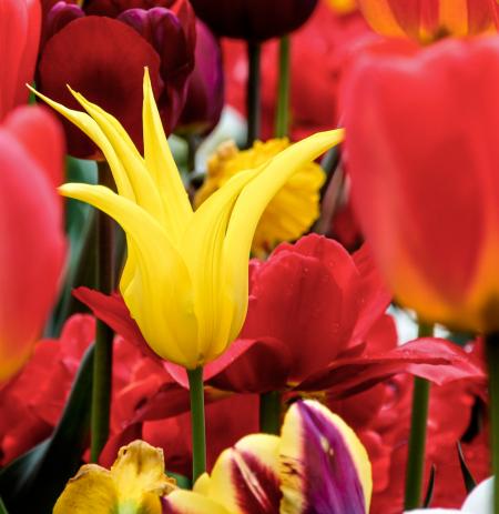 Fresh Tulips