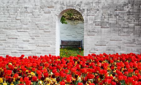 Fresh Tulips