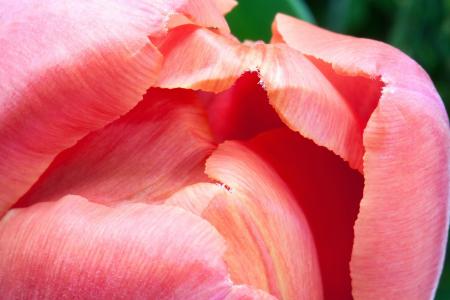 Fresh Tulips in the Garden