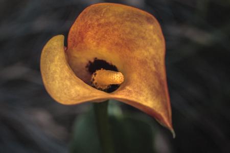 Fresh Zantedeschia