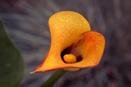 Fresh Zantedeschia