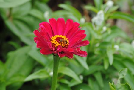 Fresh Zinnia